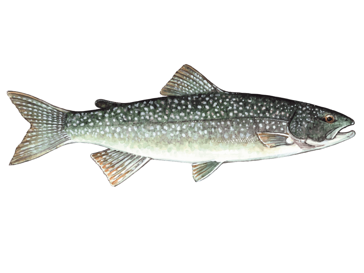 Lake Trout